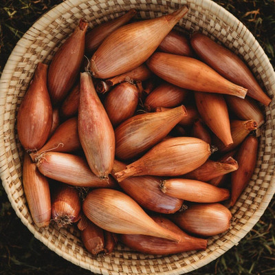 KNESSiN Heirloom French Shallot Onion Seeds For Gardening-(300 Seeds) Seed(300 per packet)