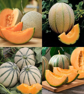 ibains Muskmelon seeds for planting beez 26 Seed(26 per packet)