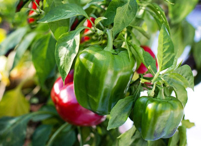 DIVINE CAPSICUM Seed(85 per packet)