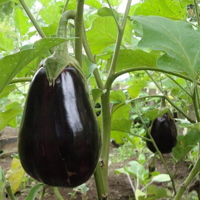 LPR BAGAN Seed(300 per packet)