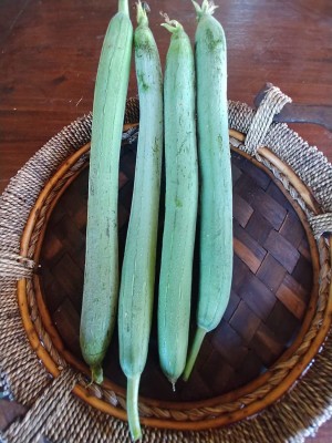 VibeX XL-63 - Certified Organic Luffa Sponge Gourd - (900 Seeds) Seed(900 per packet)