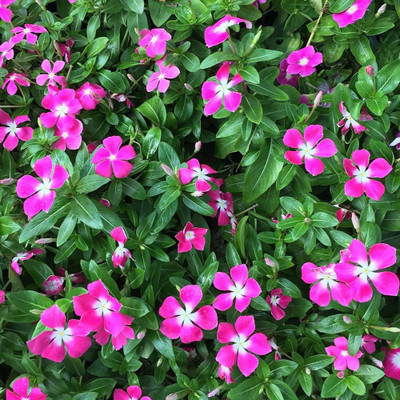 ibains Vinca flower seed Seed(67 per packet)