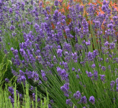 MOOFGA Lavandula angustifolia , true lavender Seed(150 per packet)