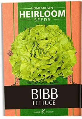 CYBEXIS LXI-73 - Bibb Lettuce - (1350 Seeds) Seed(1350 per packet)