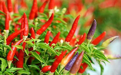 KNESSiN African Devil Chilly - Bird Chilli -Red[400 Seeds] Seed(400 per packet)