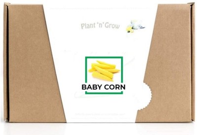 CYBEXIS Baby Corn1000 Seeds Seed(1000 per packet)