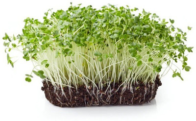 CYBEXIS CAULIFLOWER MICROGREEN SEEDS2000 Seeds Seed(2000 per packet)