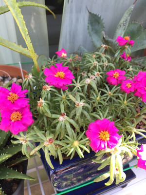 Seedsqlty portulaca seeds for home garden, high germination (15 seeds) Seed(15 per packet)