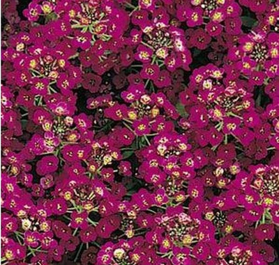 VINGTON Alyssum Easter Bonnet Violet Flower Seed(50 per packet)