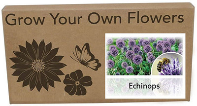 CYBEXIS Echinops Flower Seeds400 Seeds Seed(400 per packet)
