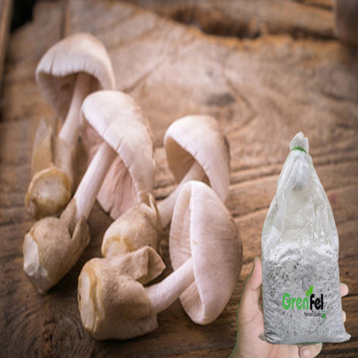 grenfel First First Generation 800Gm Paddy Straw Premium Quality Mushroom Spawn Seed(800 g)