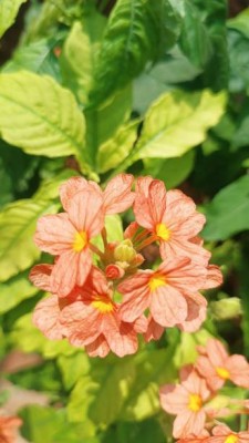 Udanta kanakambaram-firecracker-crossandra Seed(39 per packet)