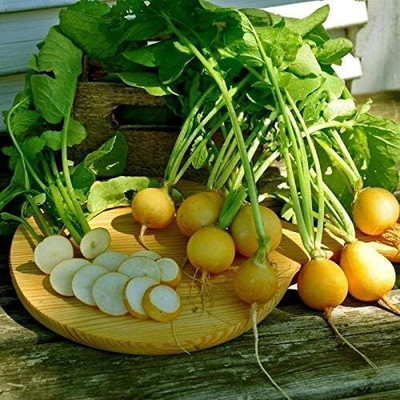 Qualtivate PUA-3A Radish Yellow Seeds Seed(300 per packet)