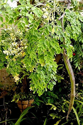 ibains Pkm 1 drumstick seeds Seed(134 per packet)