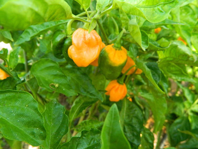 Biosnyg Non GMO Scorpion Yellow Chilli Seeds For Planting-(4000 Seeds) Seed(4000 per packet)