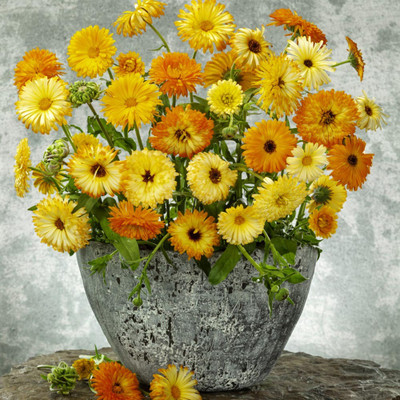Mozette Exotic calendula Seed(42 per packet)