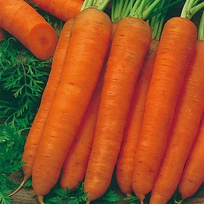 CYBEXIS Seeds for Yard Plant Seeds for Home - Carrot*2000 Seeds Seed(2000 per packet)