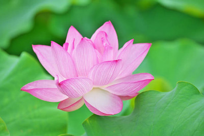 iva lotus,kamal gatta Seed(11 per packet)