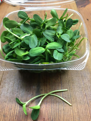 WILLVINE Microgreen Seeds Combo - 2 Types (Sunflower and Pink Radish)-[100 Seeds] Seed(100 per packet)