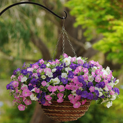 CYBEXIS Petunia Shock Wave Spreading Spark Mix Flower Seeds Seed(1 g)
