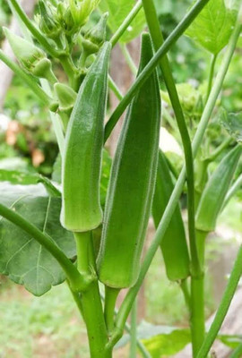 DEYS AGRO ™ lady finger seeds hybrid bhindi vegetable Seed(25 per packet)
