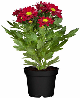 CYBEXIS Red Chrysanthemum Beautiful Flower Seeds Seed(1 g)