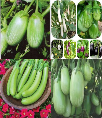 ibains Mix brinjal seeds beez 37 Seed(67 per packet)