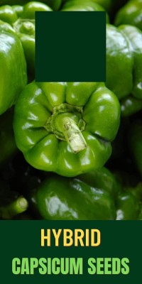 Qualtivate GBPT-9A Natural Green Capsicum Seeds Seed(100 per packet)