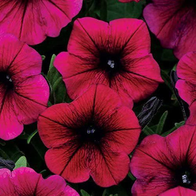 CYBEXIS TLX-75 - Shock Wave Deep Purple Petunia - (60 Seeds) Seed(60 per packet)