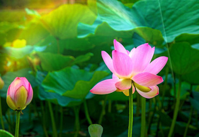 Nuvotone lotus,kamal gatta Seed(14 per packet)