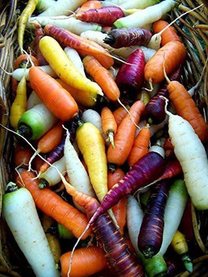 CYBEXIS XLL-1 - Carrot Mix of 6 Colorful Varieties - (2250 Seeds) Seed(2250 per packet)
