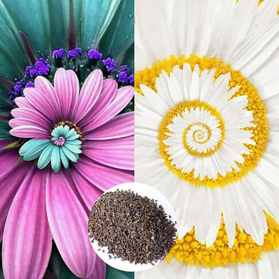 CYBEXIS GBPUT-10 - Mixed Colors Flower of Spiral Chrysanthemum - (90 Seeds) Seed(90 per packet)