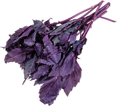 WILLVINE KGF -5 Dark Opal Sweet Basil Seed(2000 per packet)