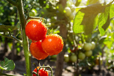 Shyamkripa Criation tomato Seed(145 per packet)