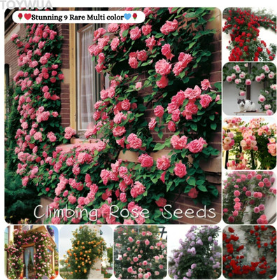 Toywua Elegant Climbing Rose Flower Seeds to Elegant Petals Seed(30 g)