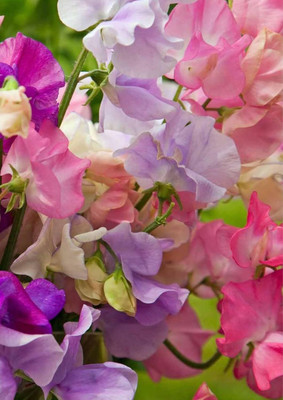 Lorvox Sweet Pea Flower Seeds F1 Hybrid Seed(39 per packet)