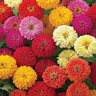 Qualtivate XL-218 Zinnia Double Multi Seeds Seed(25 per packet)
