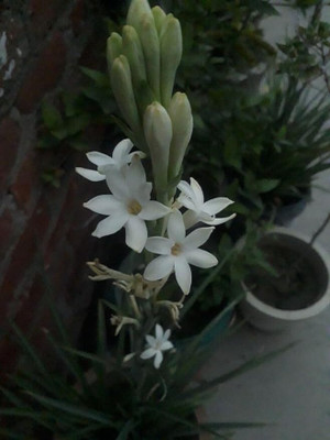 GREENSEA Tuberose, Rajnigandha Flower Seed(15 per packet)
