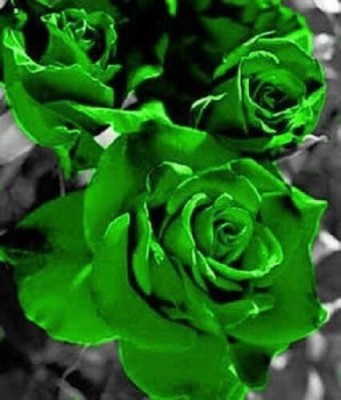 Qualtivate GBPUT-133 GREEN ROSE Seeds Seed(50 per packet)