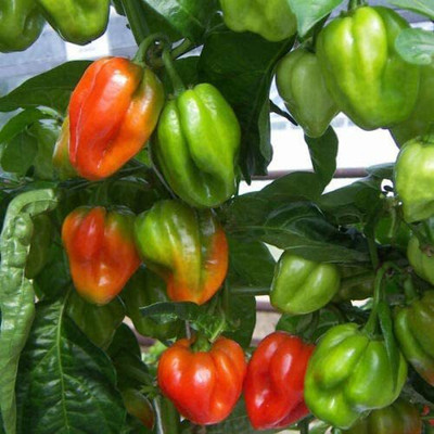 CYBEXIS Organic Pepper Chilli Scotch Bonnet Red Seeds2000 Seeds Seed(2000 per packet)