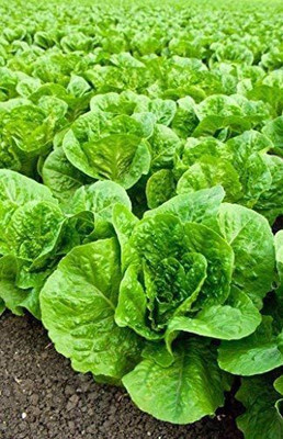 CYBEXIS GBPUT-27 - Parris Island Cos Romaine Lettuce - (1350 Seeds) Seed(1350 per packet)