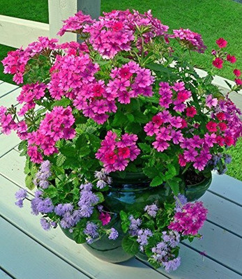 MAA Verbena Mix Seed(20 per packet)