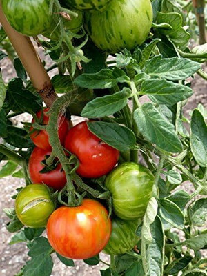 Qualtivate GBPT-6A Tigerella Beefsteak Tomato Giant Seed(300 per packet)