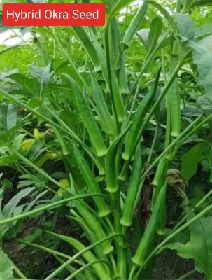 HYBRID 250g, hybrid bhindi / okra seed highest yield variety early fruiting Seed(250 g)