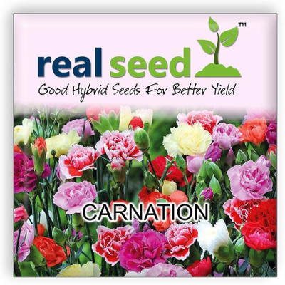 CYBEXIS Seeds For Garden :Carnation Gaint Chaubad Seed(50 per packet)