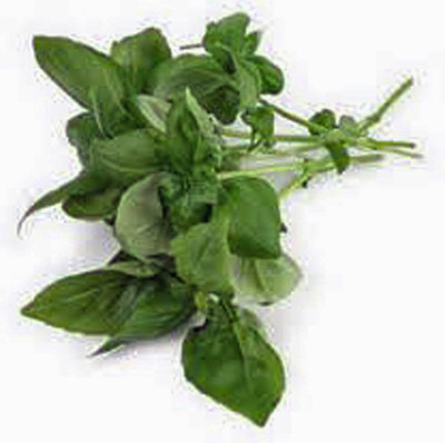 WILLVINE Sweet Genovese Basil-[2000 Seeds] Seed(2000 per packet)