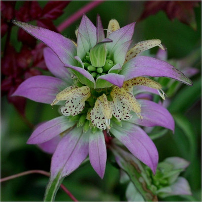 CYBEXIS XL-97 - BEE BALM LEMON MINT - (2250 Seeds) Seed(2250 per packet)