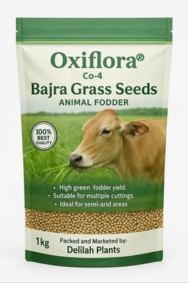 Oxiflora Hybrid bajra seeds Avika Bajra Co-4 Variety highest yield and long Grass Seed(1 kg)