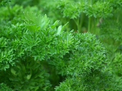 SOWCAN Parsley Seeds - Rare variety - Easy to grow Seed(100 per packet)