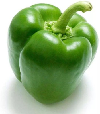 Quentova Capsicum Green Bell Pepper-2W-KTL Seed(100 per packet)